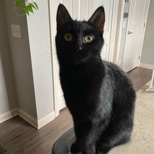 Meet your Posher, Anna